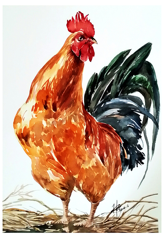 火儿水彩《大公鸡》
