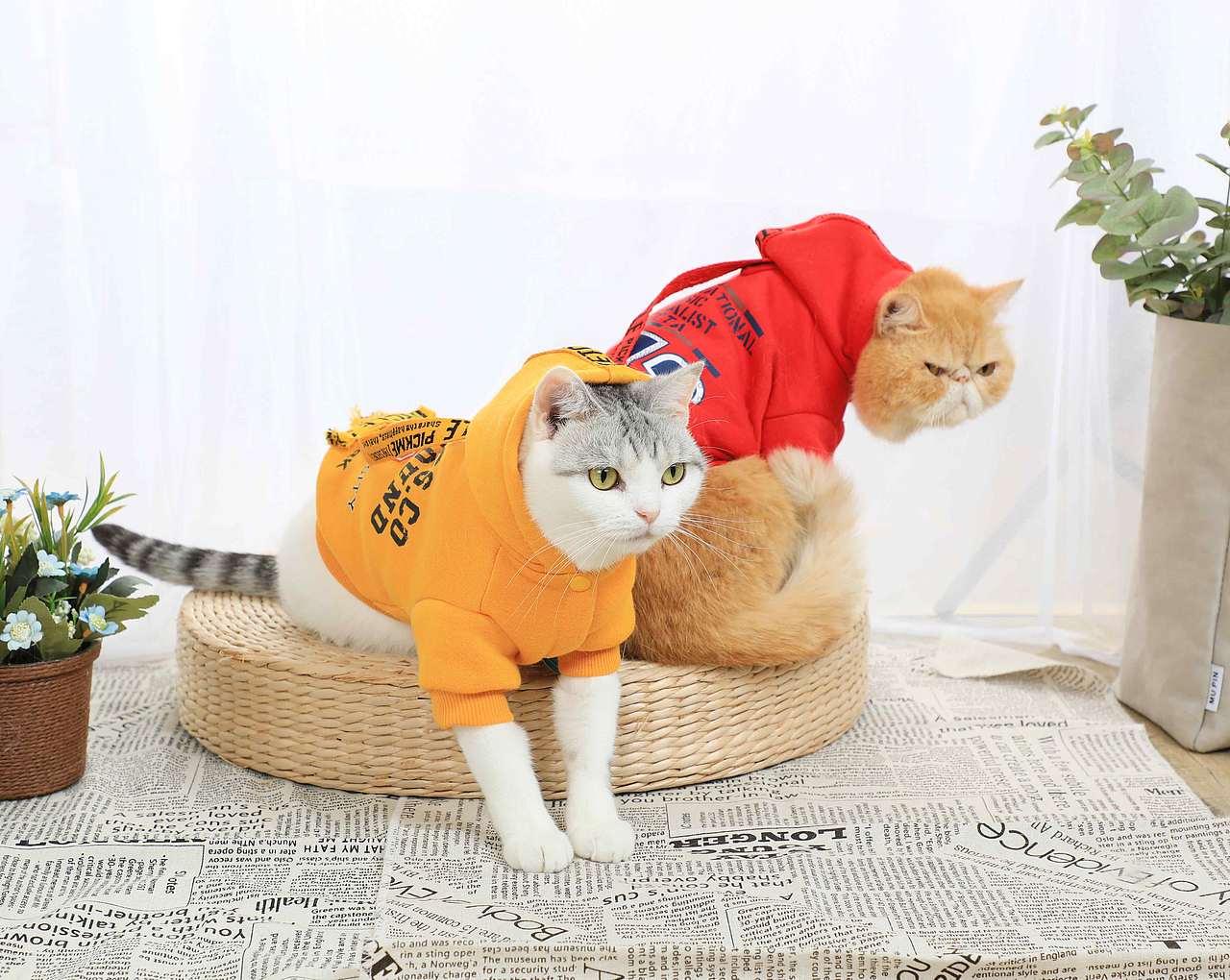 宠物摄影~猫咪咪服饰NO1