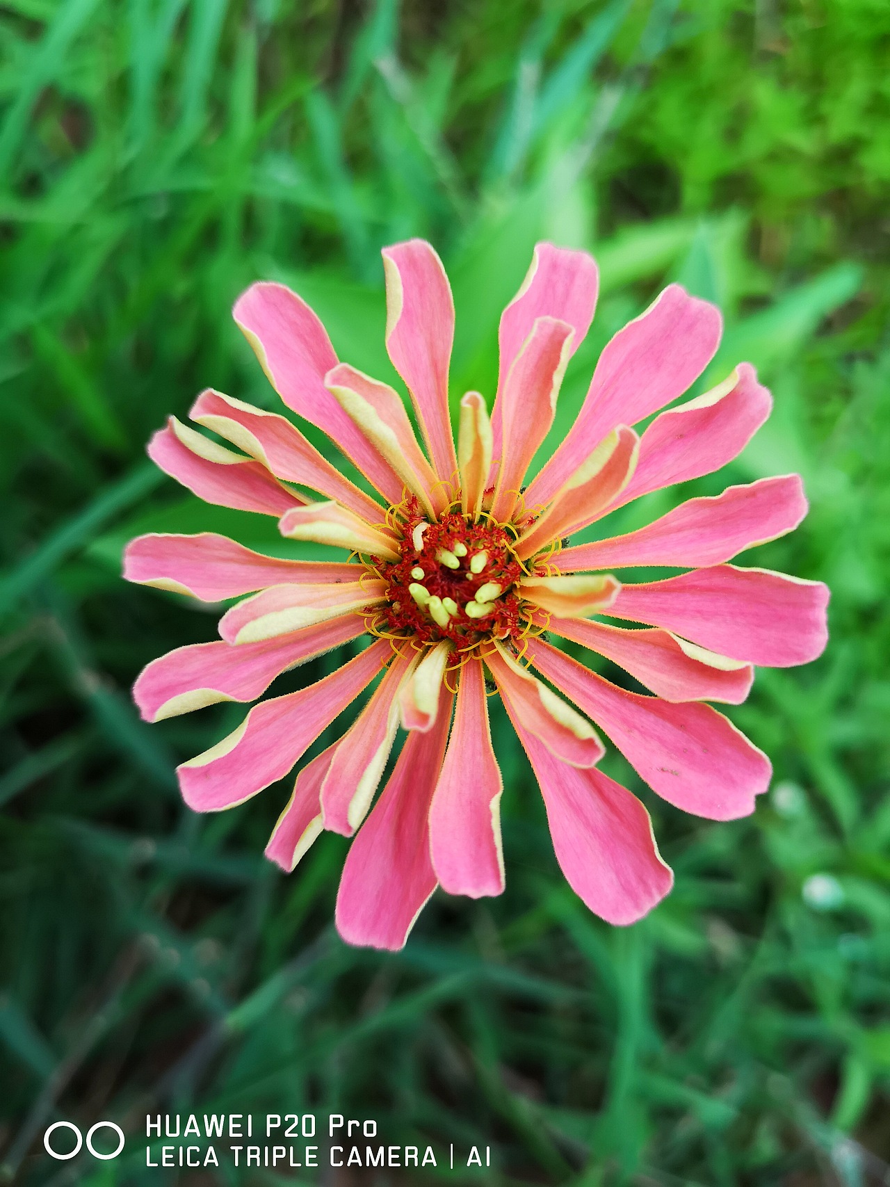 花海（图ZMTMzMjE0ODY4） - 风光摄影 - 站酷设计师梦醒时分sr原创素材 - 站酷ZCOOL