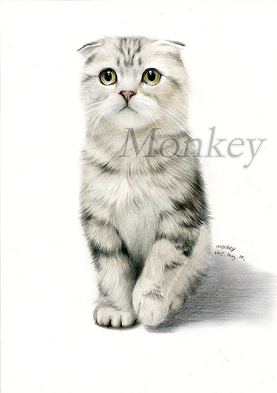 苏格兰折耳猫(带步骤)北京|插画师王俊宇monkey10482906年前