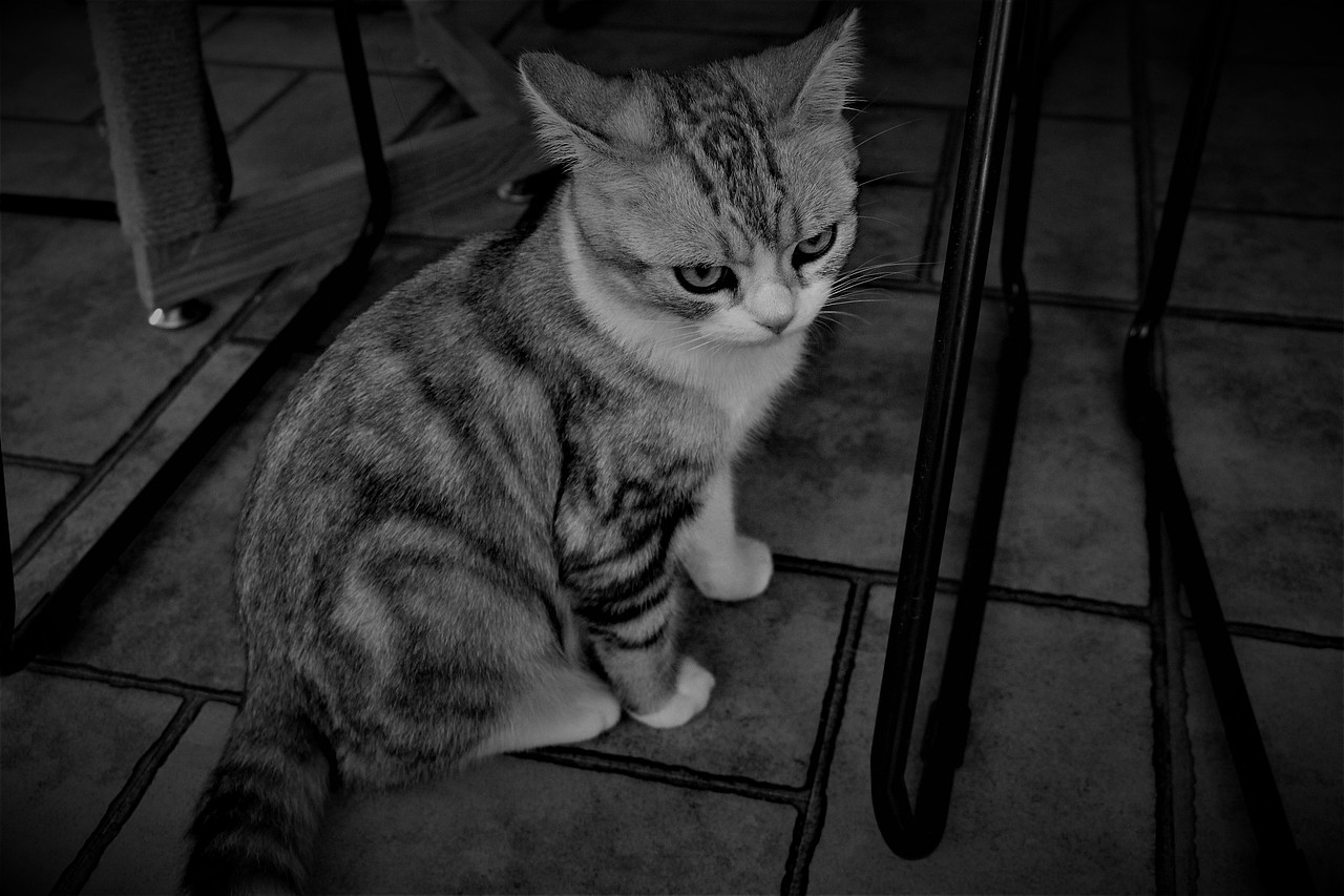 猫咖（图ZMTYyNjQ1Nzcy） - 宠物摄影 - 站酷设计师白色的星期六原创素材 - 站酷ZCOOL