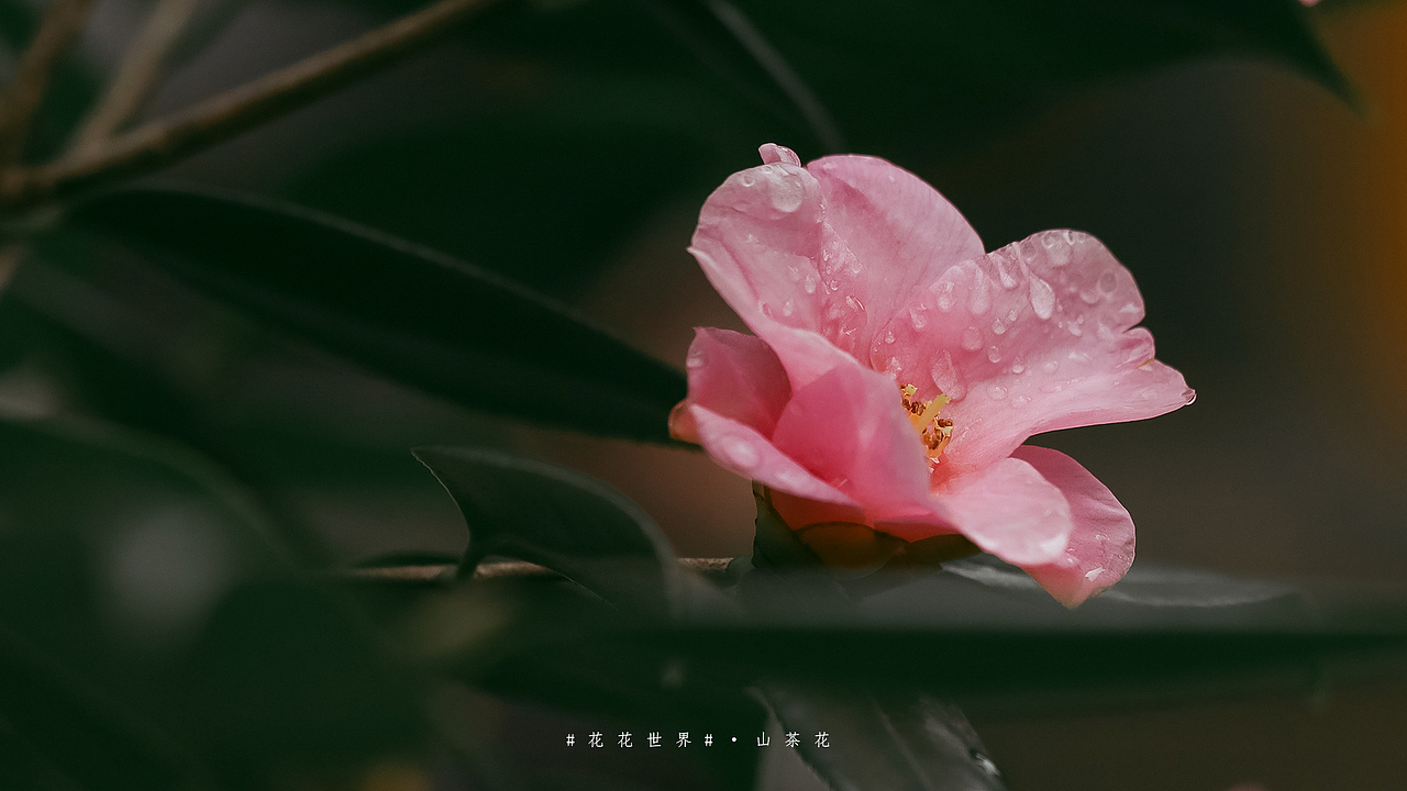 #花花世界#山茶花（图ZMjQwNzc5Mjg4） - 风光摄影 - 站酷设计师一修_原创素材 - 站酷ZCOOL