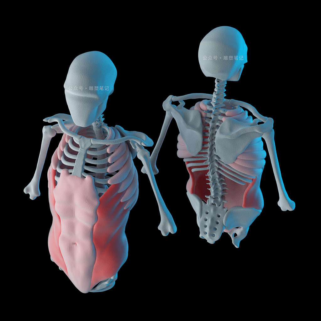 躯干肌肉（图ZMjc2NzY0NTg0） - 人物/生物 - 站酷设计师雕塑笔记原创素材 - 站酷ZCOOL