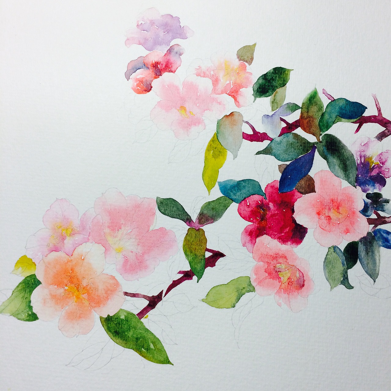 水彩杜鹃花的绘画详细过程