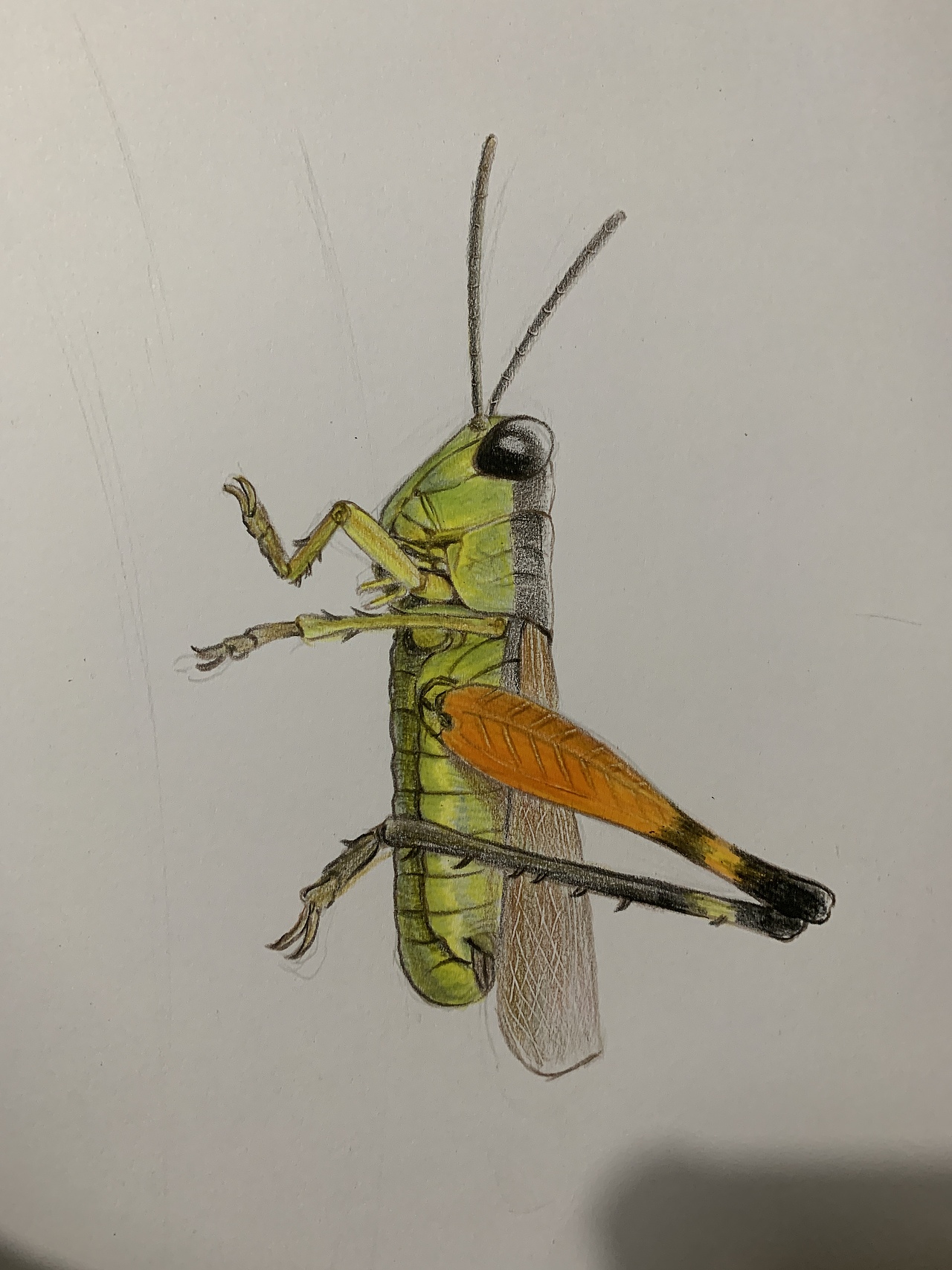 彩铅昆虫(内附过程图)