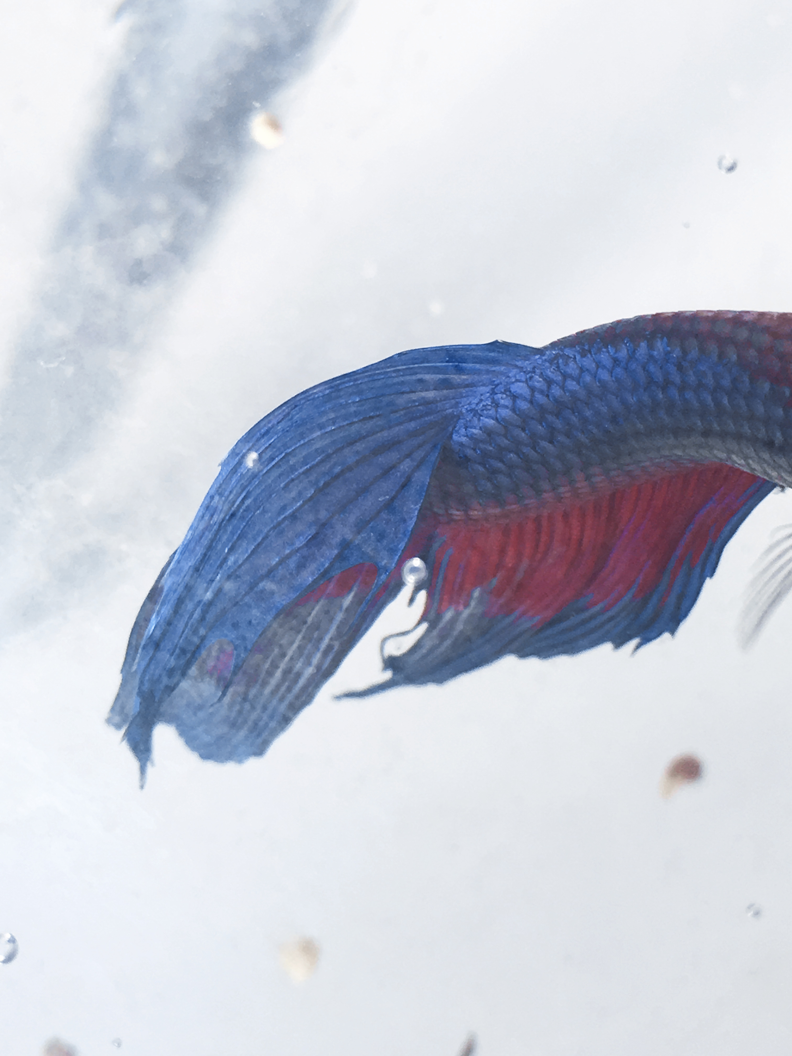 色彩斑斓的孔雀鱼|摄影|动物|千人兮风 - 原创作品 - 站酷 (ZCOOL)