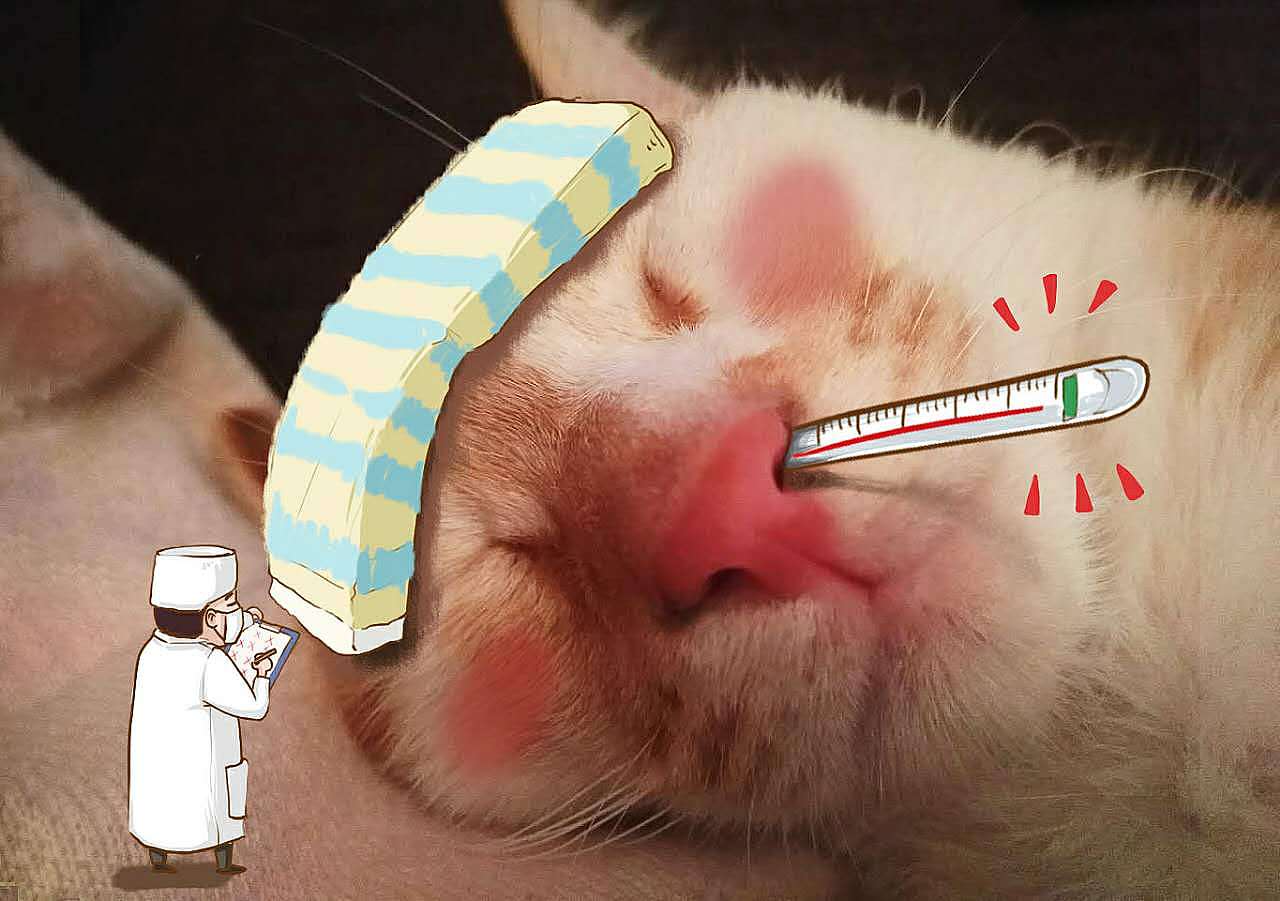 喵大人与小贱奴的日常