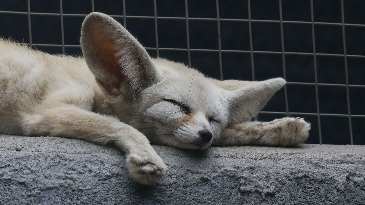 长隆飞鸟乐园-动物趣闻（图ZMjQ5NTU5NzA0） - 其他摄影 - 站酷设计师飞天猪猫原创素材 - 站酷ZCOOL