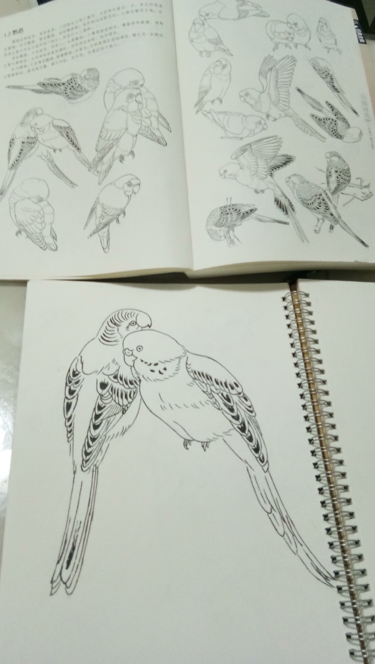 日常练习白描,希望大家多多指教,谢谢