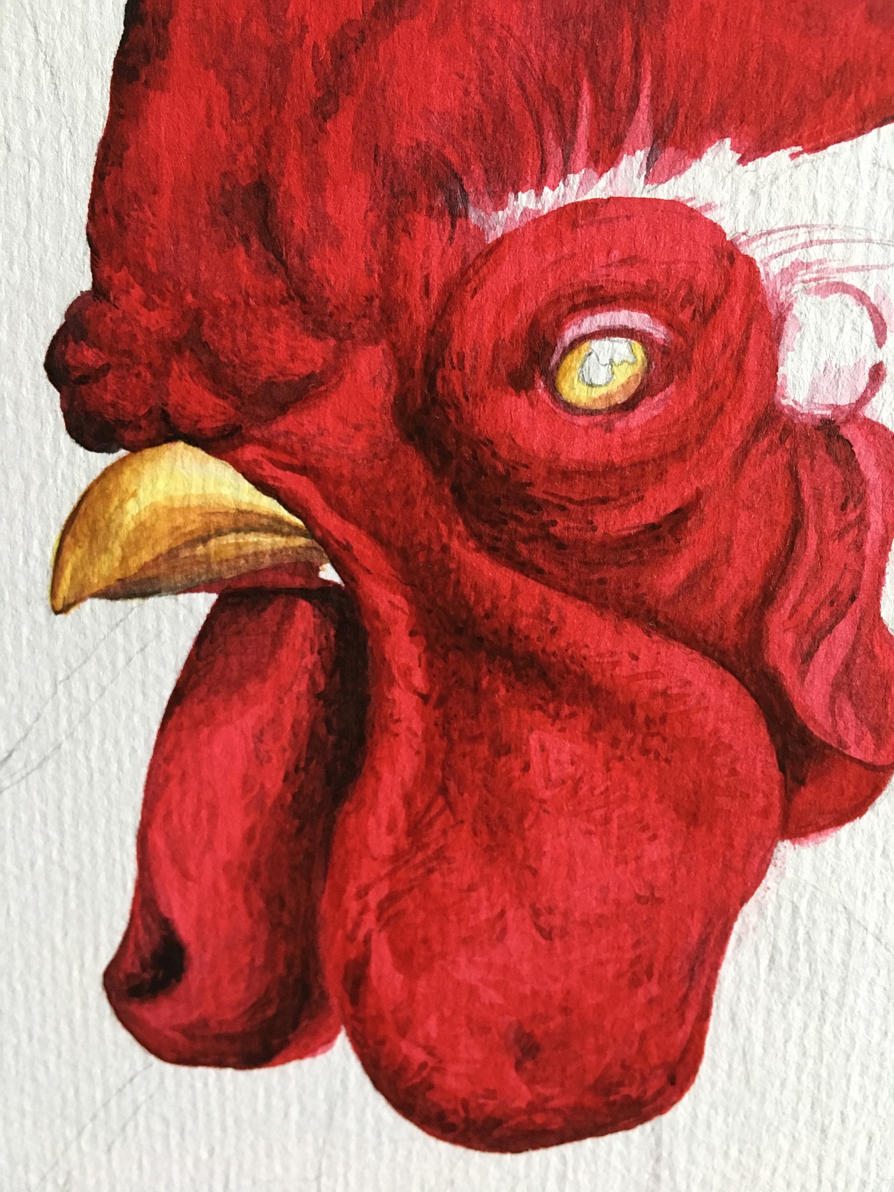 注意笔触,体现出疙疙瘩瘩的质感,鸡冠子纹理真的好多简单的铺一遍深红