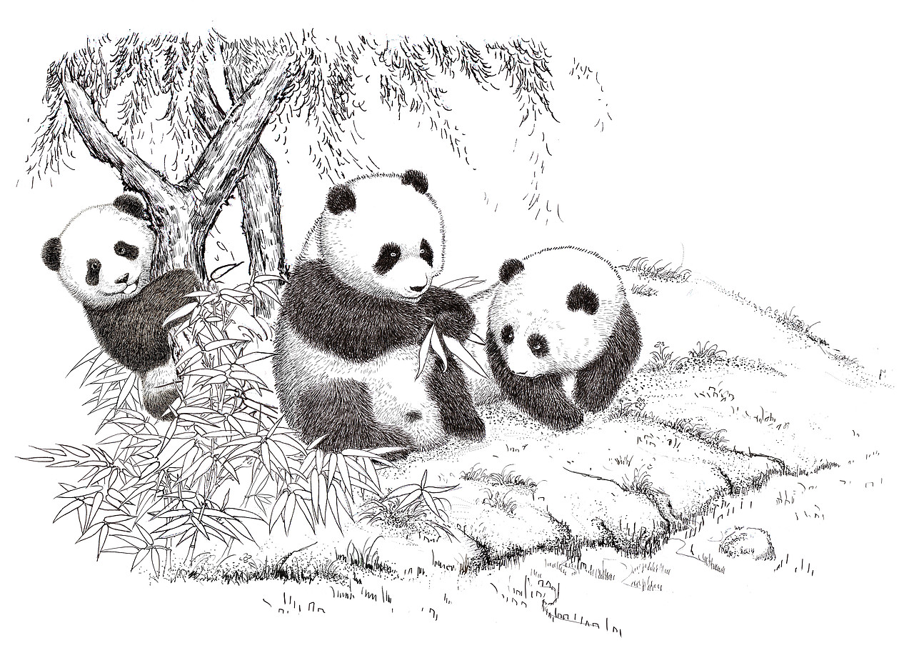 手绘大熊猫
