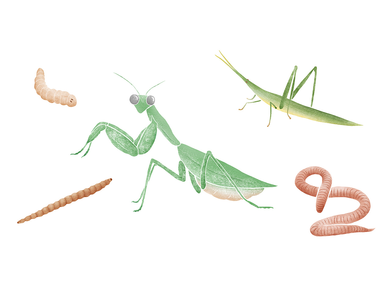 20 亿人都在吃，虫子可能会比寿司更流行 | 近未来 ㉑_昆虫