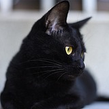 我有猫的的头像