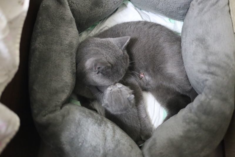 沐米猫舍 纯蓝色-英国短毛猫-高清照片