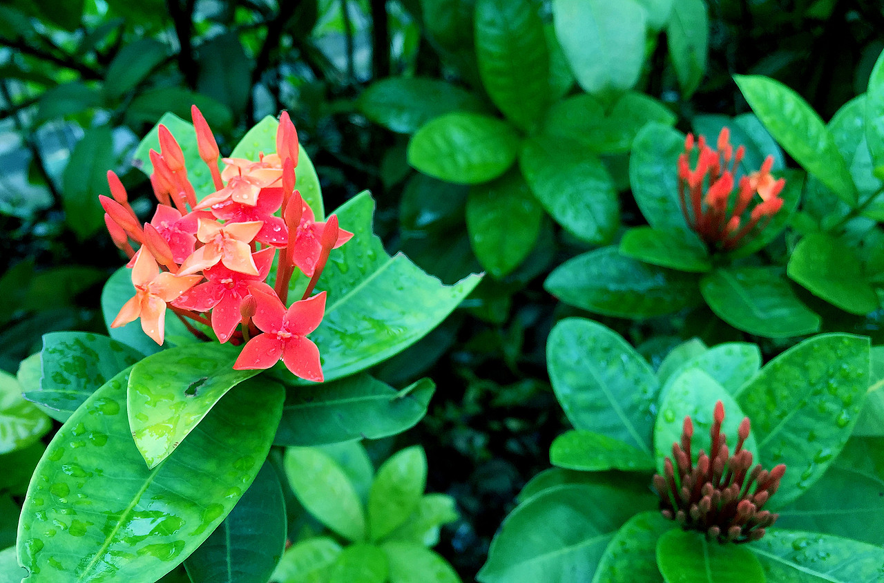 比较喜欢拍些花花草草之类的（图ZNTA1ODU4NDA=） - 风光摄影 - 站酷设计师chenxiaomo原创素材 - 站酷ZCOOL