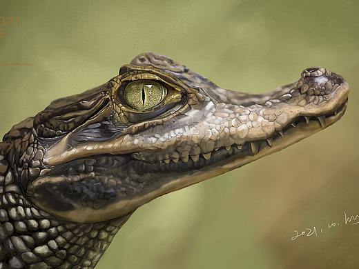 第一次写实鳄鱼，我傲娇了