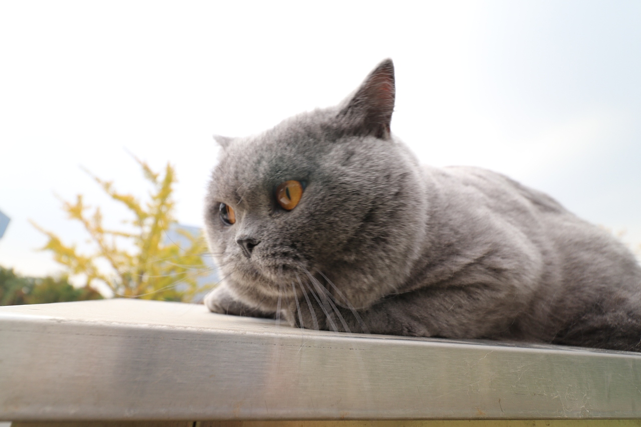 沐米猫舍 纯蓝色-英国短毛猫-高清照片