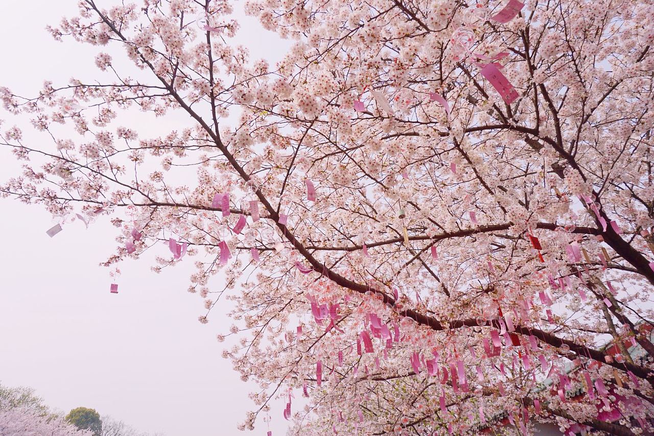 又到樱花时 到日本感受一场纷飞樱花雨_FineBornChina时尚生活