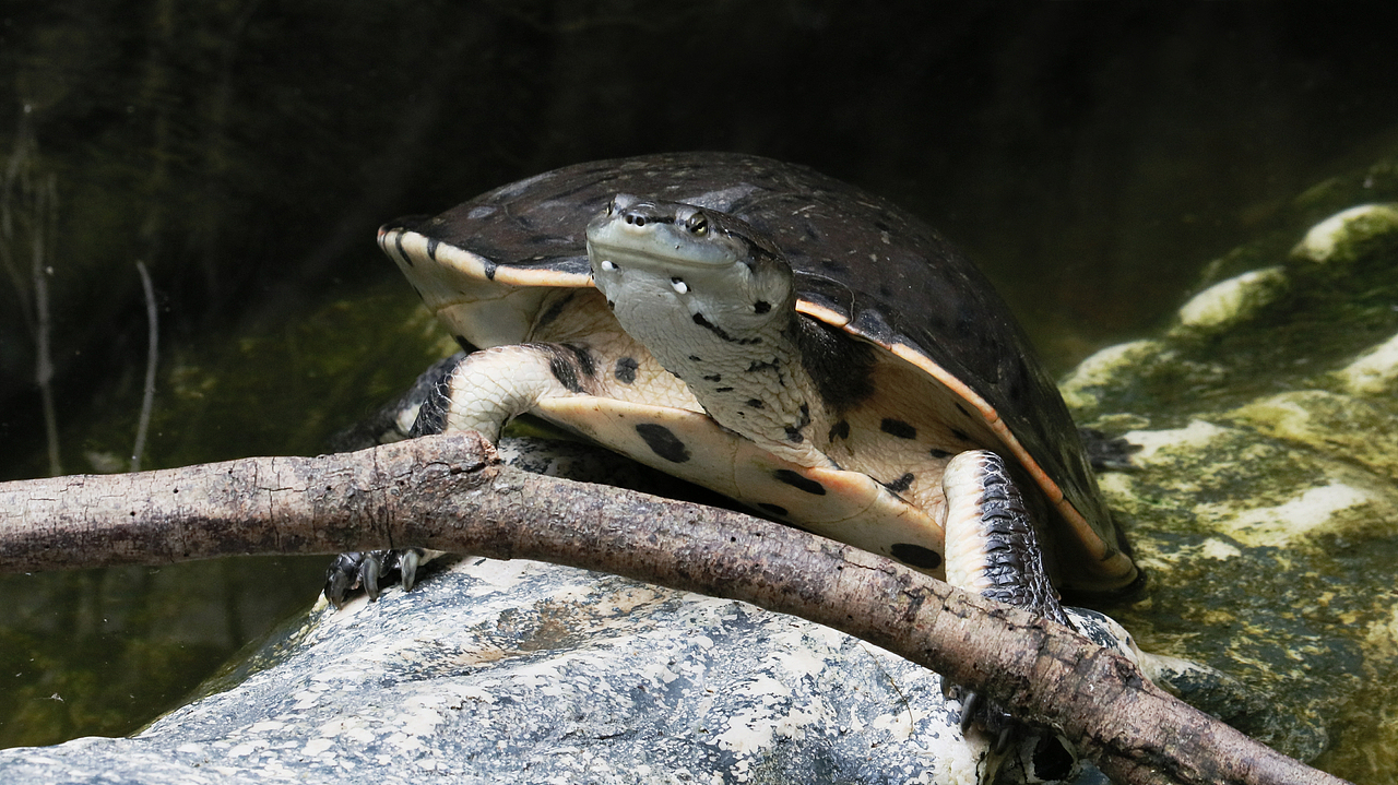 长隆飞鸟乐园-动物趣闻（图ZMjQ5NTU5NTQ0） - 其他摄影 - 站酷设计师飞天猪猫原创素材 - 站酷ZCOOL