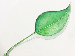 水彩植物 畫畫 手繪 原創(chuàng) 水彩綠植 水彩樹葉 水彩綠蘿