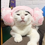 LqSheila的头像