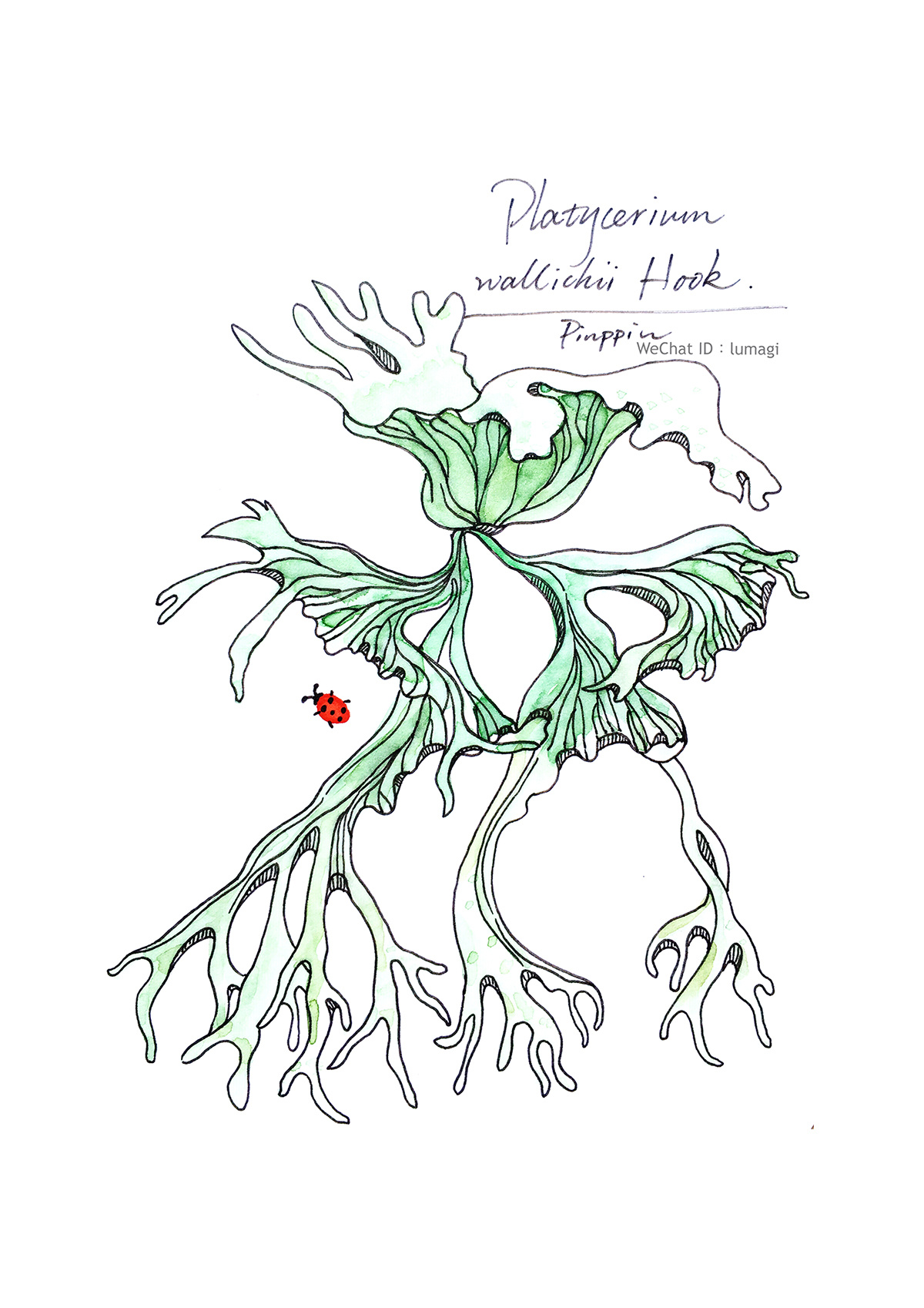 蕨类植物 插画4