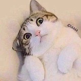 夜夜君el的头像