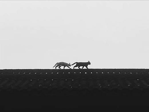 <成都>宽窄巷子屋顶上的猫