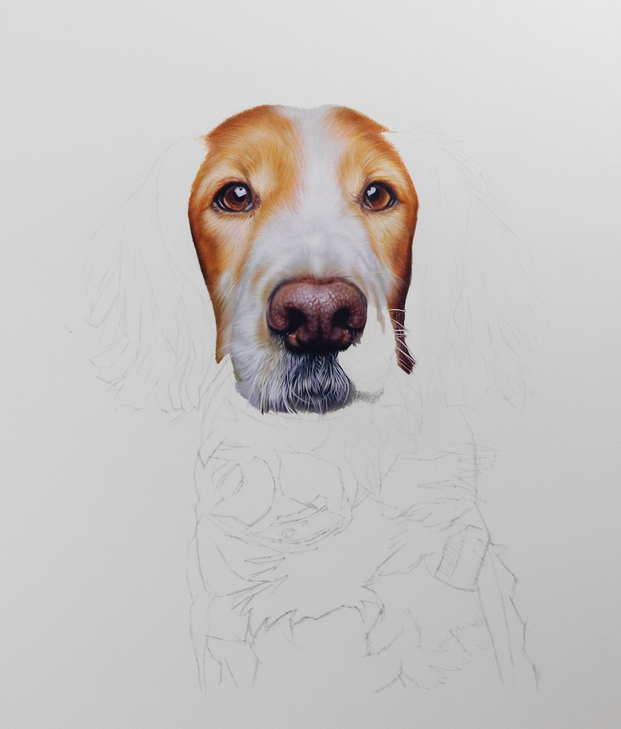 彩铅画狗狗