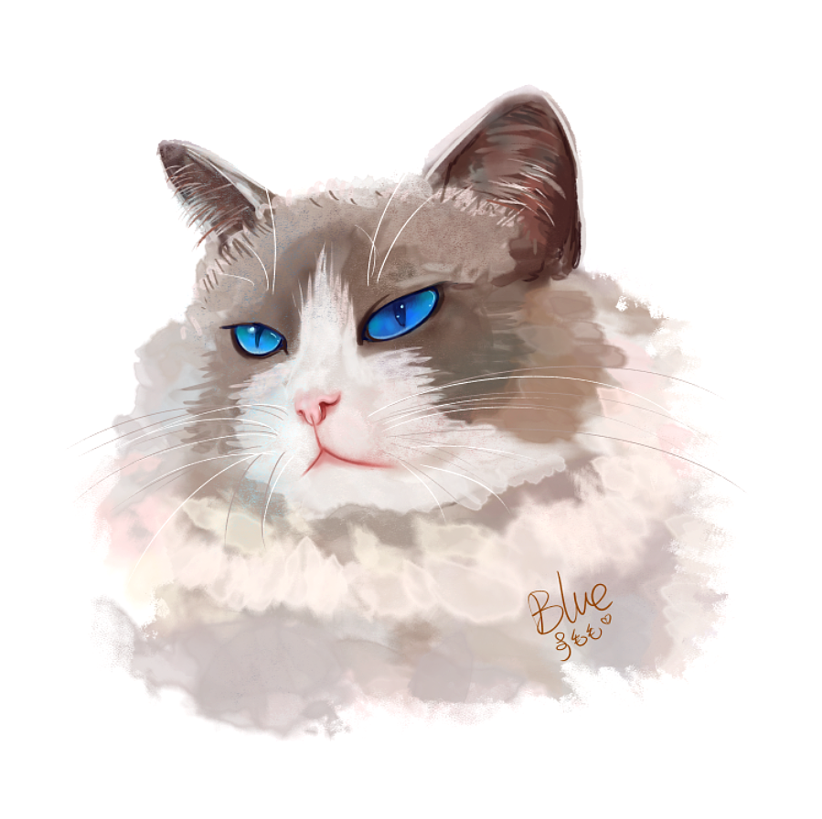 布偶猫插画练习