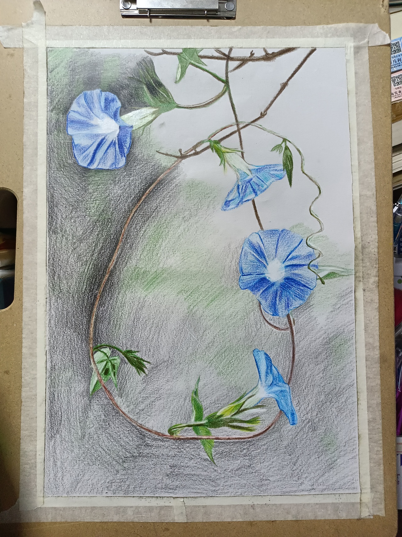 彩铅画《牵牛花》|纯艺术|绘画|拿下22世纪 - 原创作品 - 站酷 (zcool