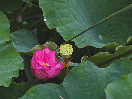 夏天的荷花开正艳（个人主页-ZNDY0MDM3MzI=） - 风光摄影 - 站酷设计师jixiangqian原创素材 - 站酷ZCOOL