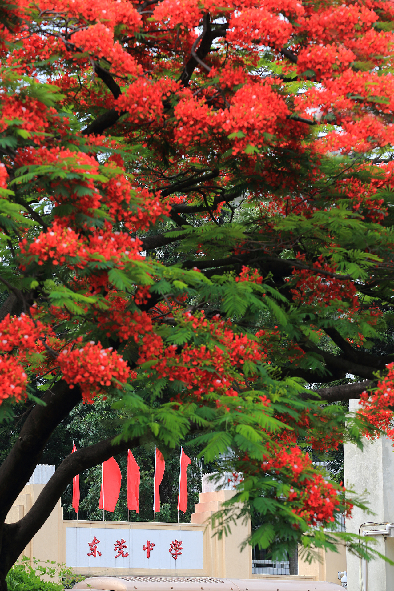 百年印记 知遇莞中