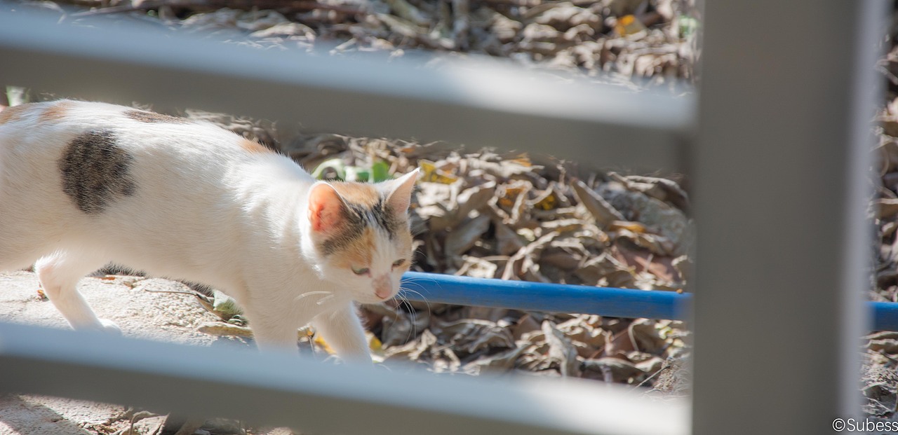 角落的喵、校园的聆听者