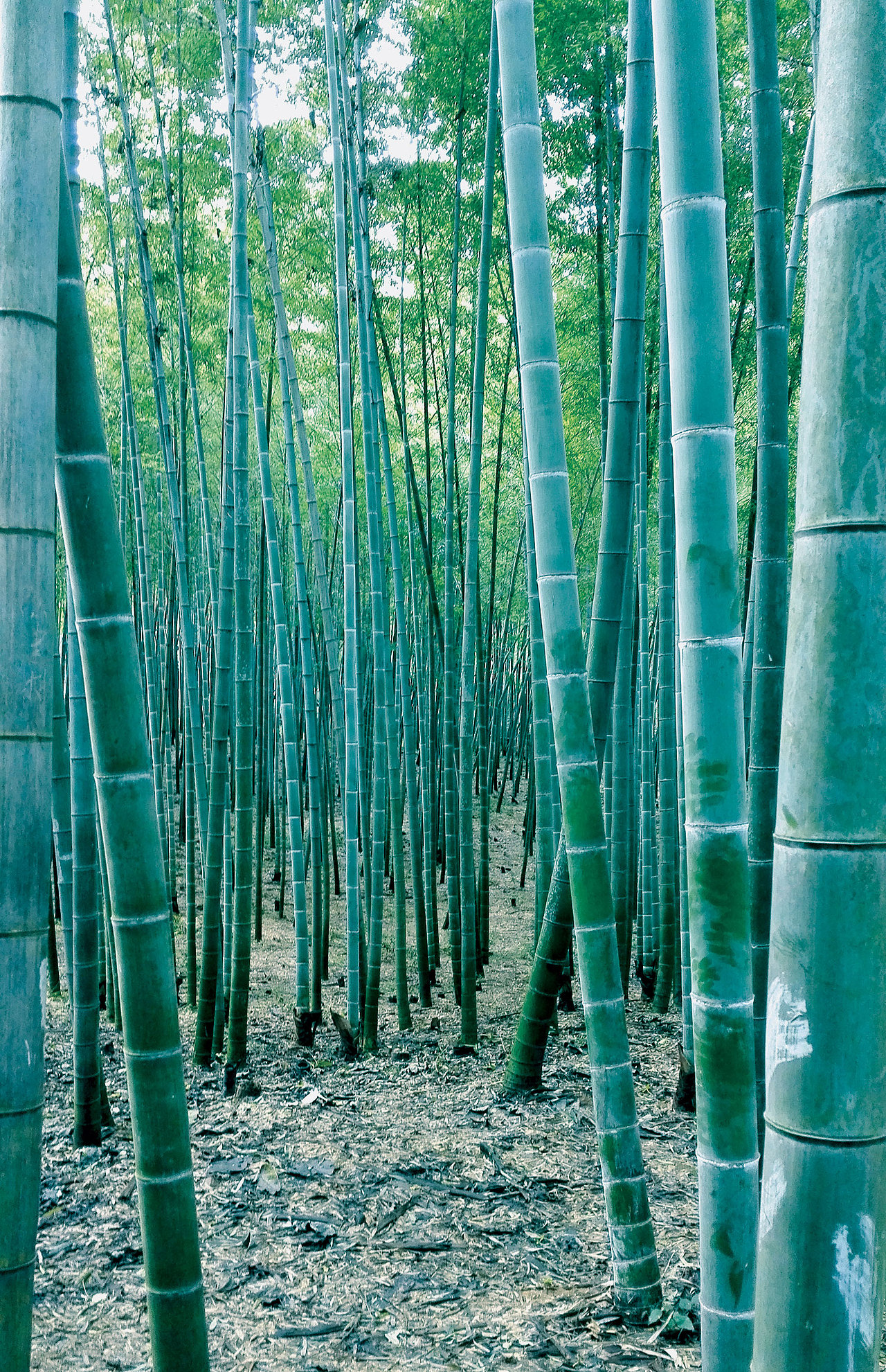 我的旅拍作品小集