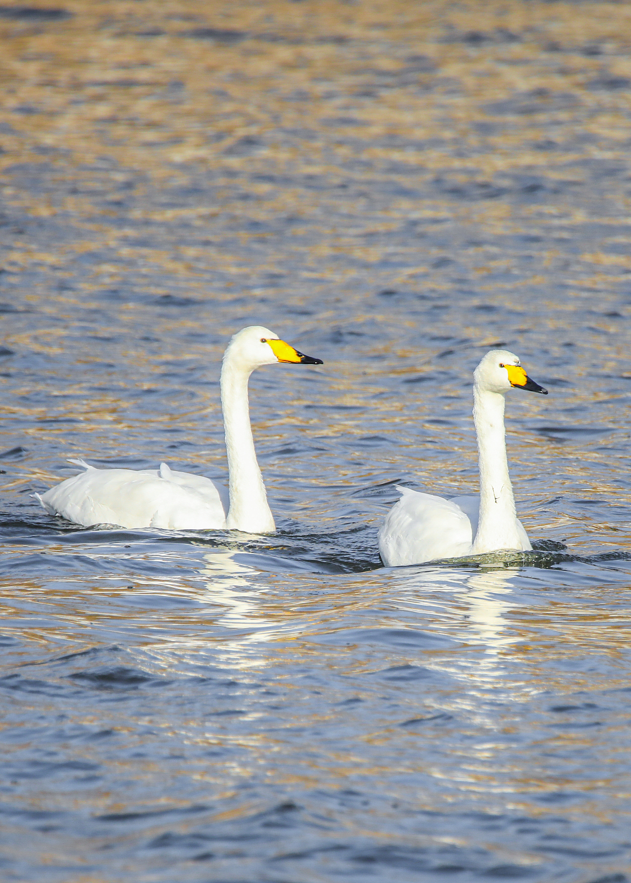 野生保护动物丨大天鹅（图ZMjM5Mjc2MTI0） - 宠物摄影 - 站酷设计师伟世李原创素材 - 站酷ZCOOL