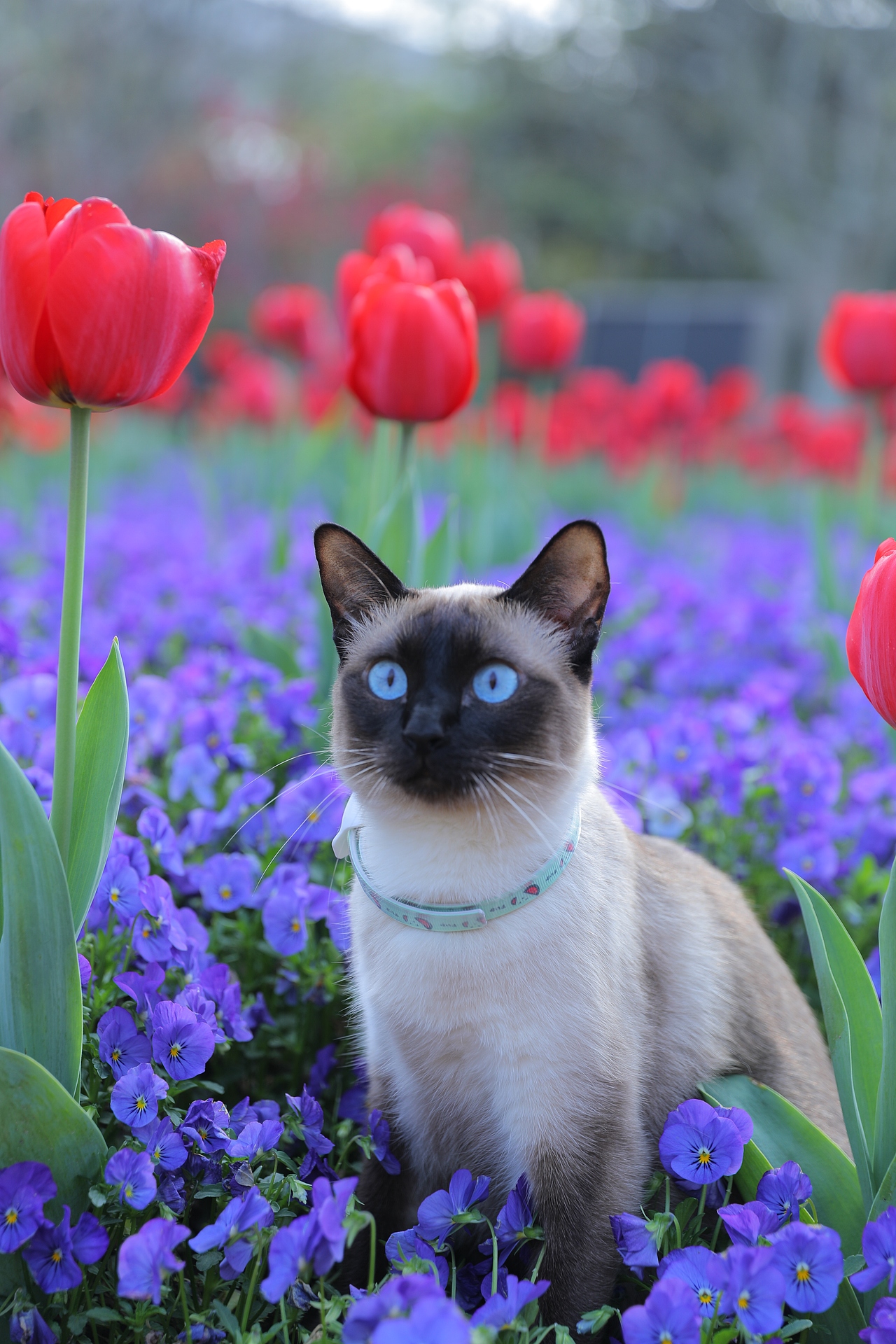 原创/摄影/宠物摄影