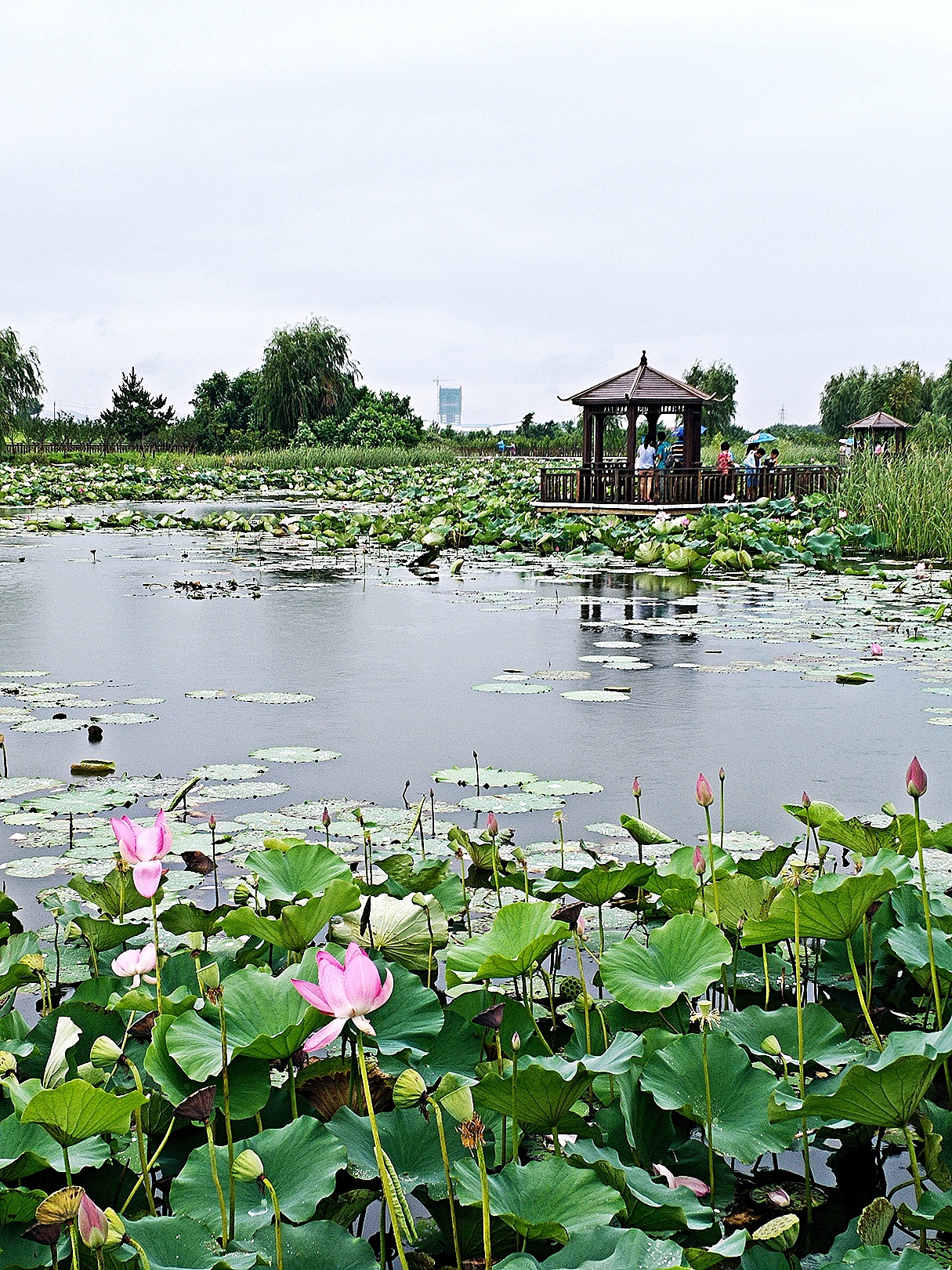 胜芳湿地公园图片