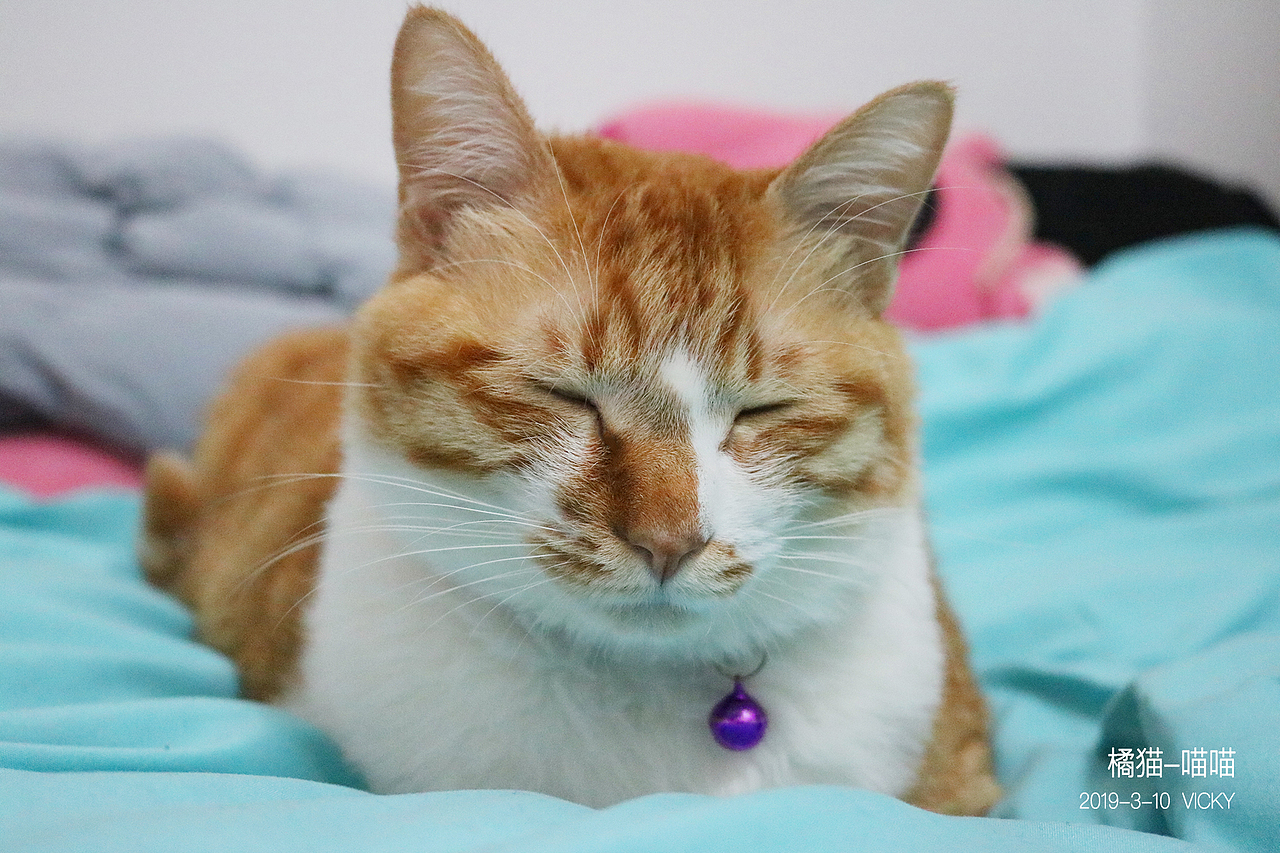 大橘为重-橘猫
