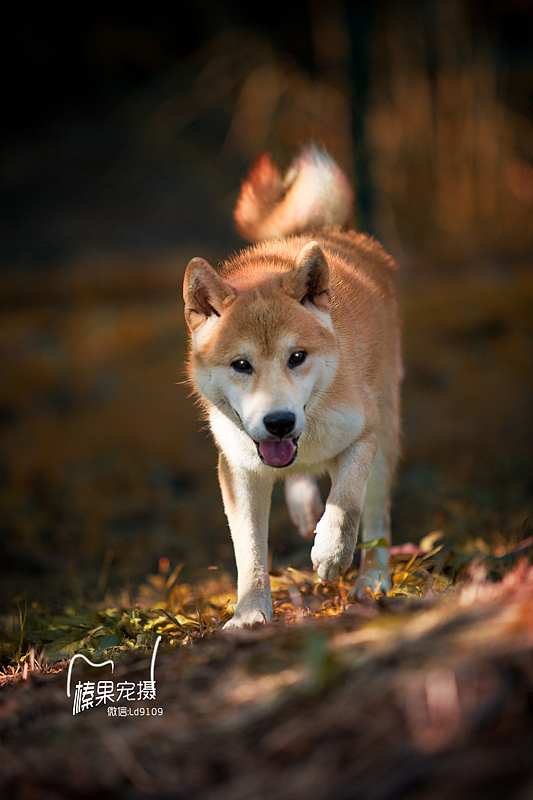 柴犬（图ZMzU0MDI5MTY=） - 宠物摄影 - 站酷设计师向镜原创素材 - 站酷ZCOOL