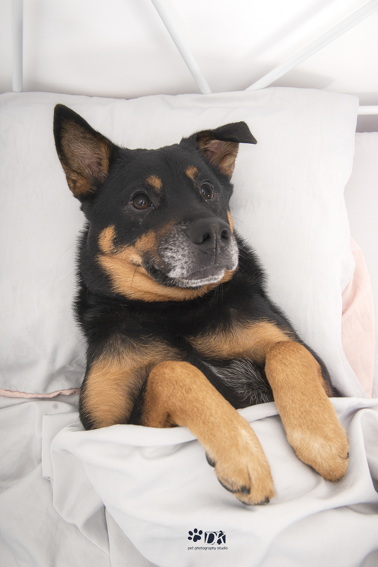 萌宠睡姿大合集