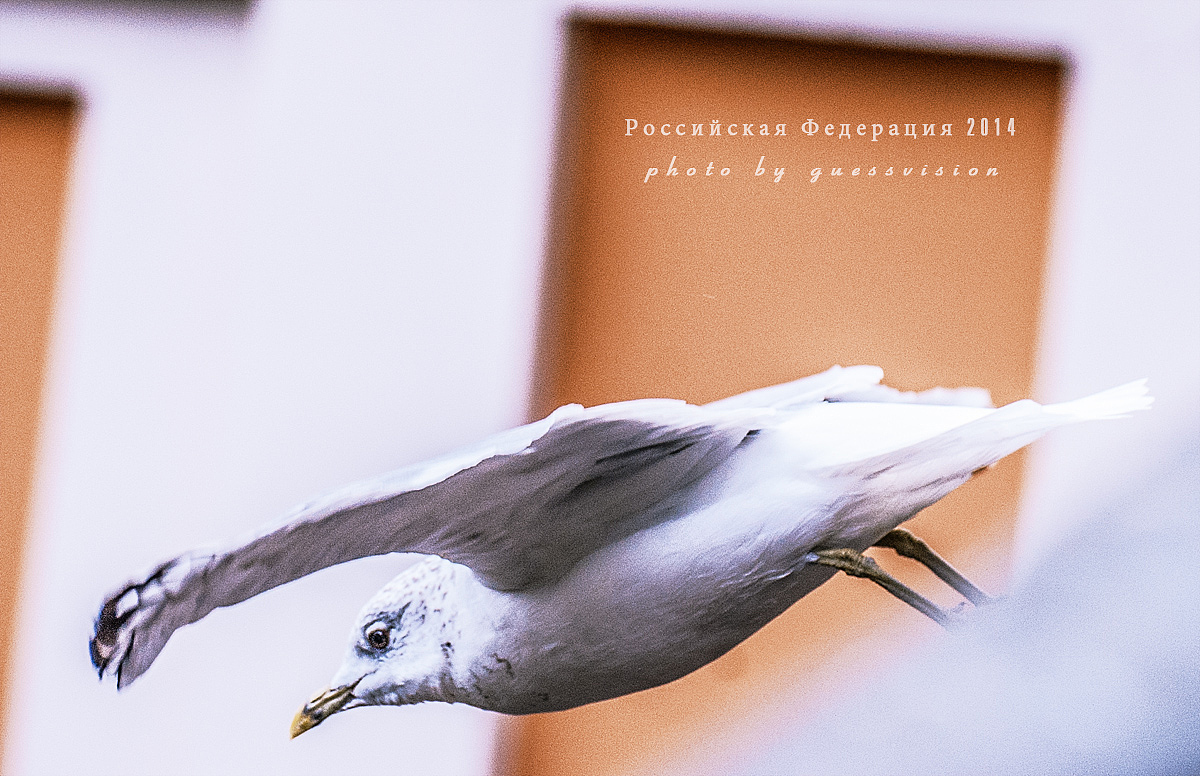 俄罗斯印象（图ZODM0MzUyNDg=） - 风光摄影 - 站酷设计师问号Guess原创素材 - 站酷ZCOOL