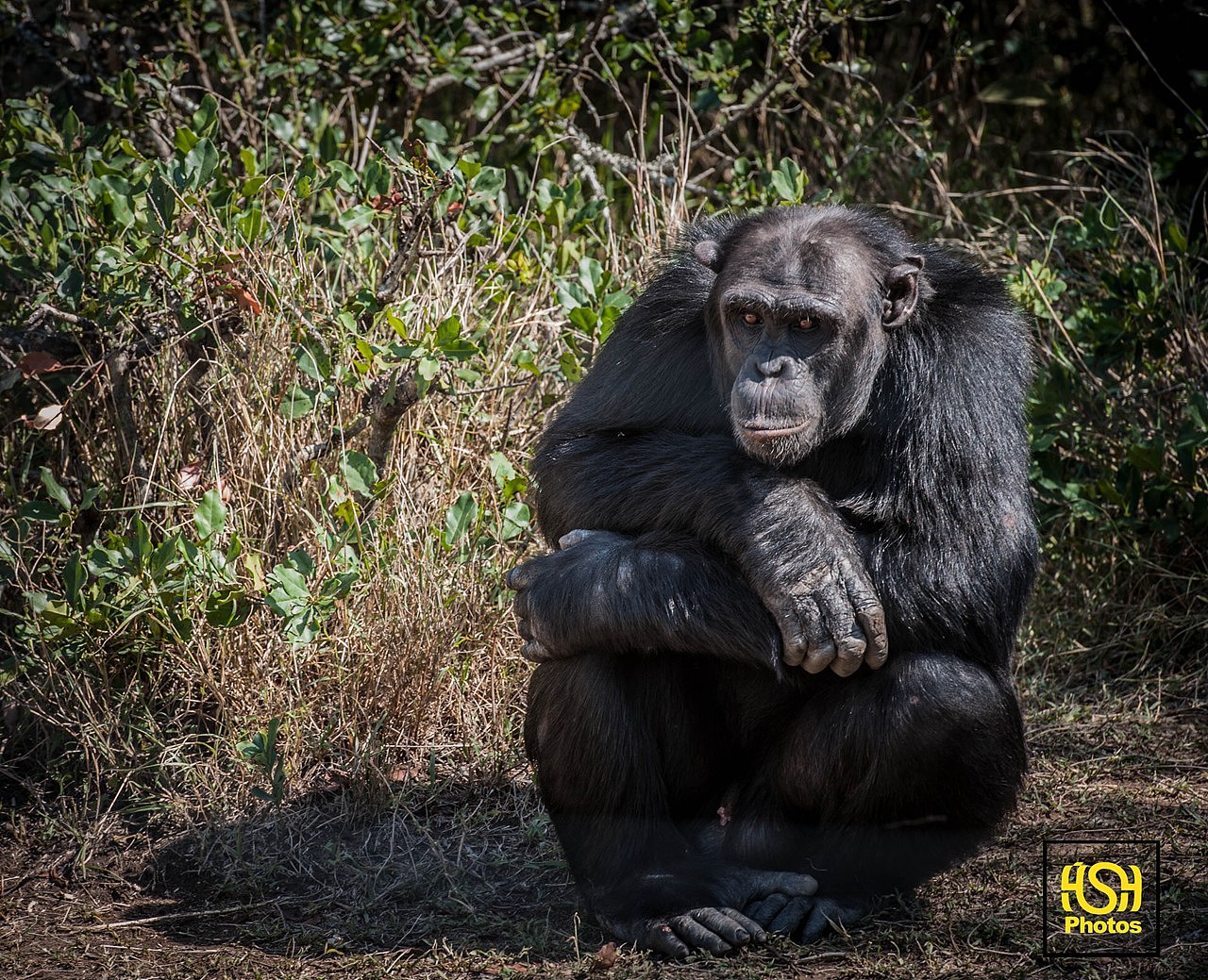 人在非洲-落难的黑猩猩和瞎眼的犀牛