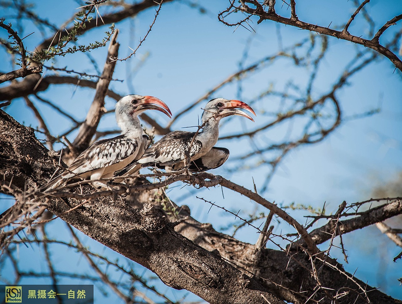 红弯嘴犀鸟,这是桑布鲁地区最常见的鸟,几乎遍布整个桑布鲁,出镜率最高的鸟。分布于非洲中南部地区(包括阿拉伯半岛的南部、撒哈拉沙漠(北回归线)以南的整个非洲大陆。