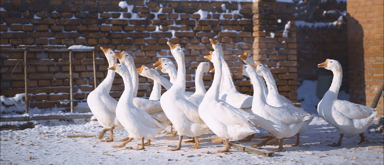 连夜奔袭200多公里只为雪后的铁锅炖大鹅香
