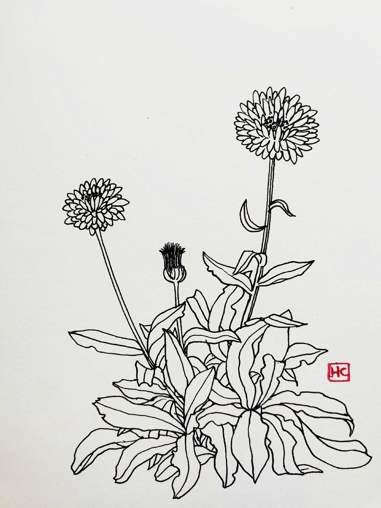 白描花卉|纯艺术|钢笔画|吴孟桥 - 原创作品 - 站酷 (ZCOOL)