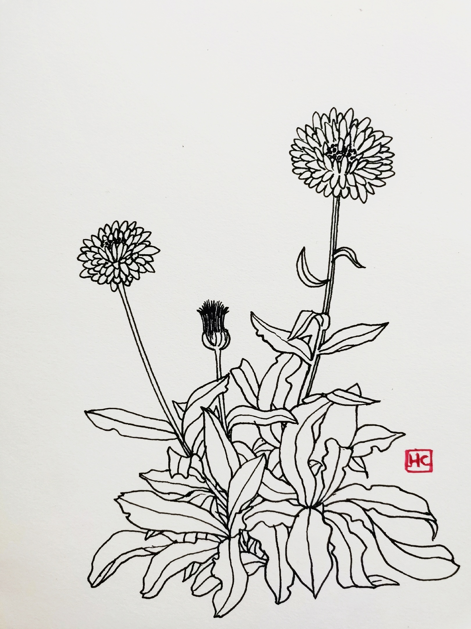 家里的植物|纯艺术|钢笔画|j88love - 原创作品 - 站酷 (ZCOOL)
