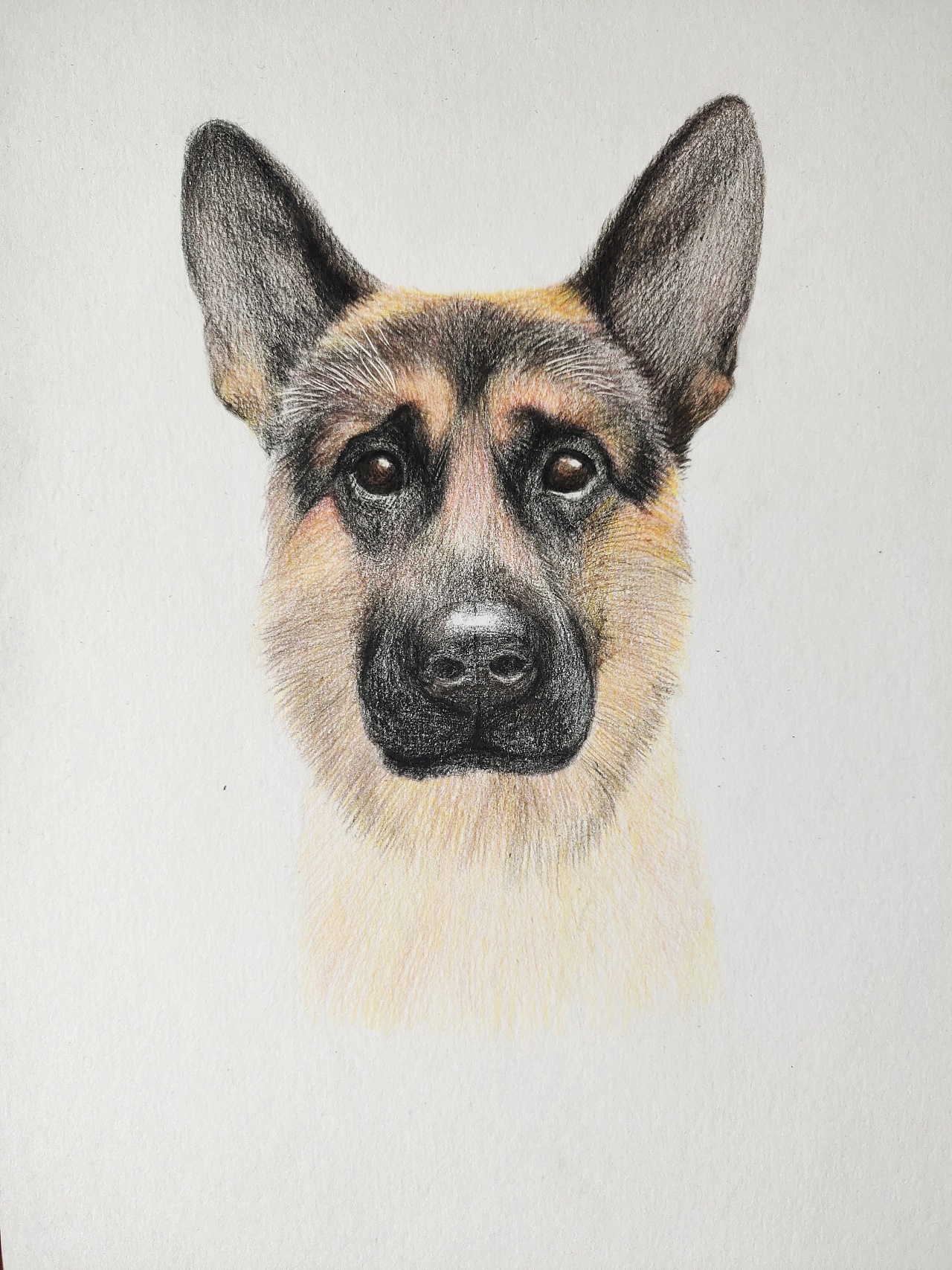 手绘狗狗 德牧灰灰|插画|绘本|我是一只斑点 - 原创作品 - 站酷