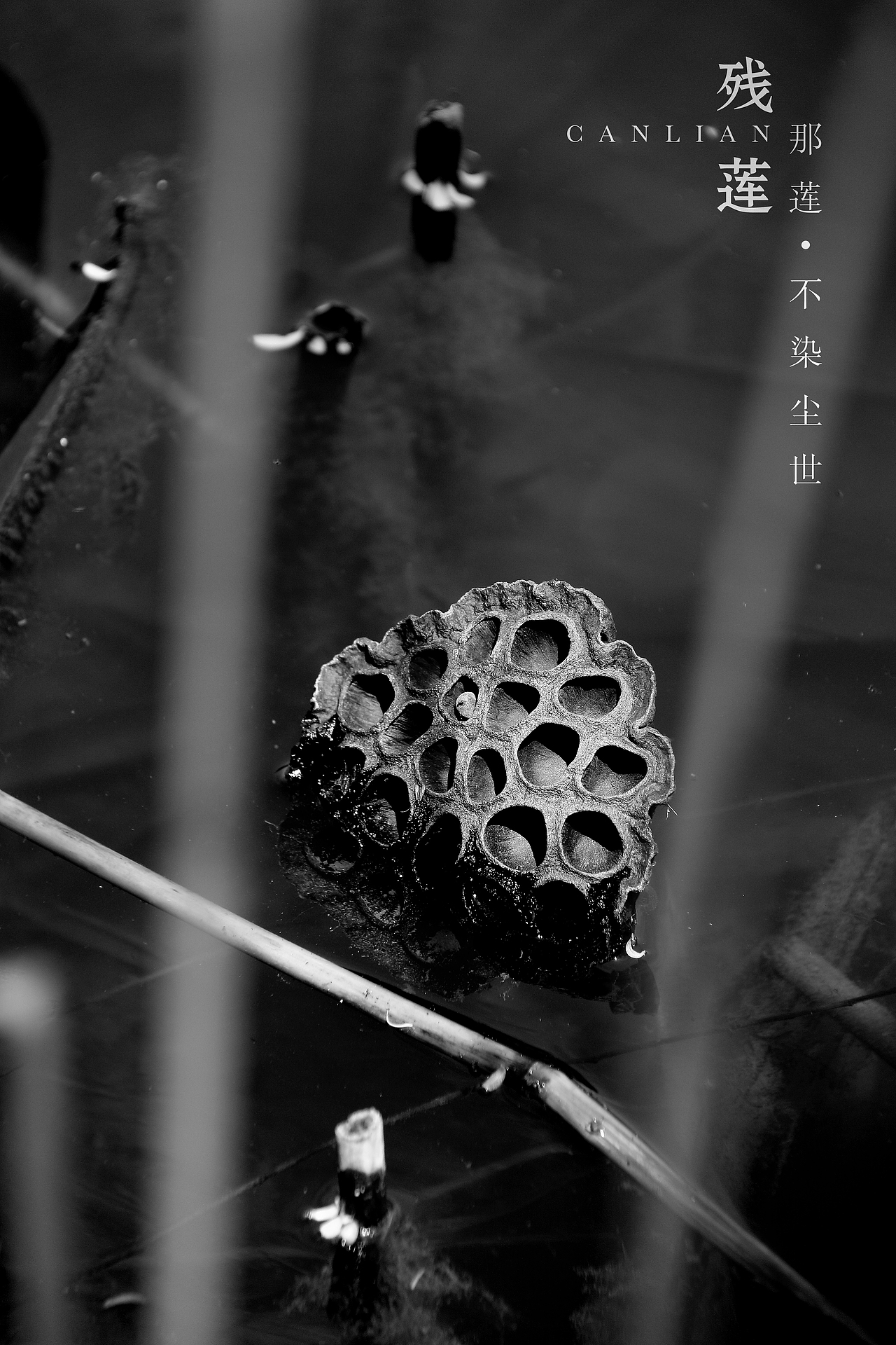 残莲-那莲（图ZNzU2Mzk2NDg=） - 产品摄影 - 站酷设计师马鹏原创素材 - 站酷ZCOOL