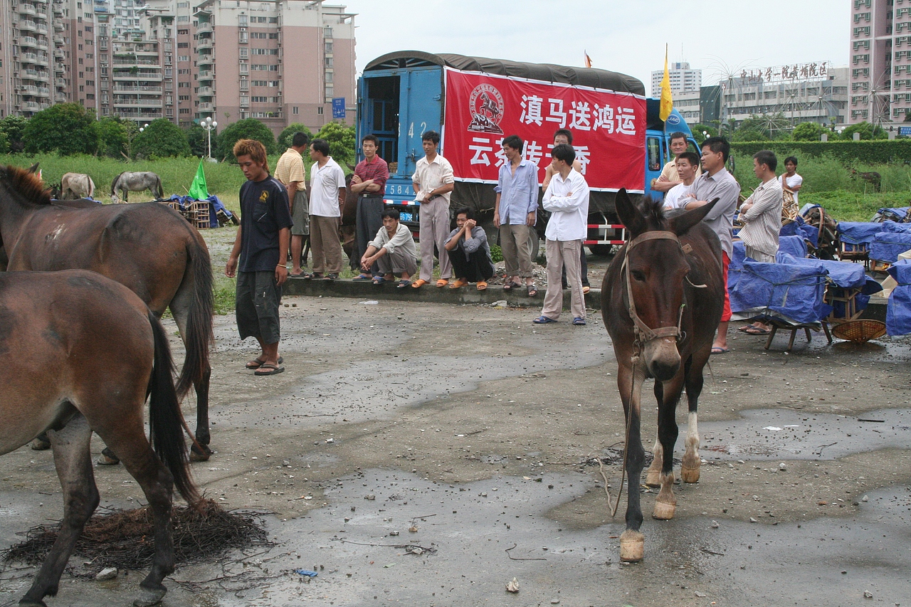 滇马送鸿运 云茶传天香 马帮贡茶万里行 纪录片（图ZOTE4Mzk2MjA=） - 人文/纪实摄影 - 站酷设计师晨风视觉原创素材 - 站酷ZCOOL